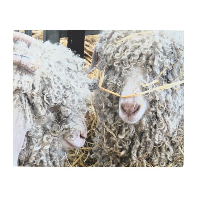 かわいいヤギ メタルプリント (正面)