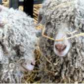 かわいいヤギ メタルランチボックス