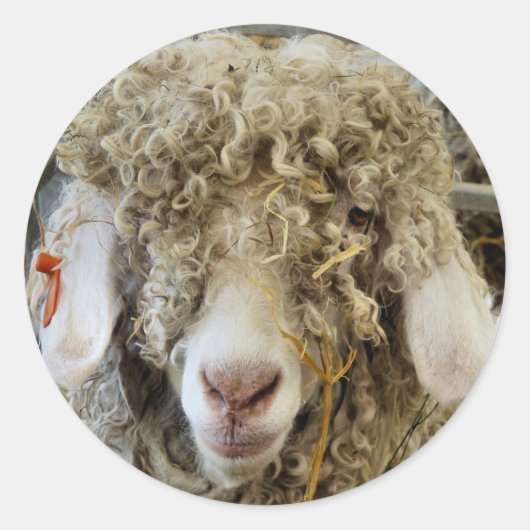 かわいいヤギ ラウンドシール (正面)