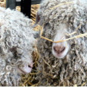 かわいいヤギ ラッピングペーパーシート