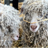 かわいいヤギ 缶バッジ