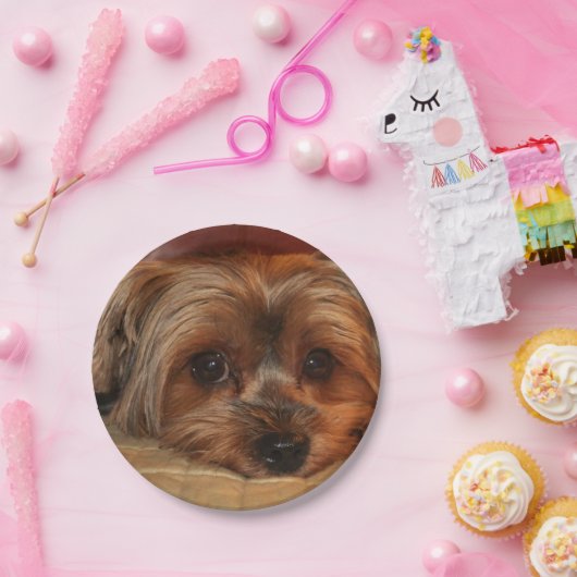 かわいいヨークシャーのテリア、ヨークシャーテリアの子犬 ペーパープレート (パーティー)