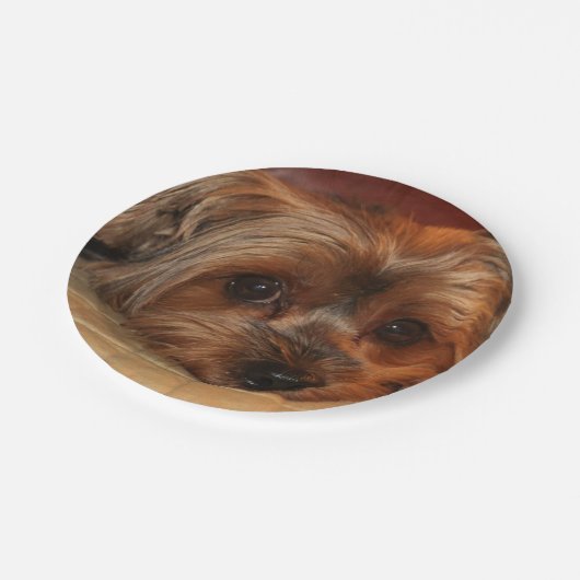 かわいいヨークシャーのテリア、ヨークシャーテリアの子犬 ペーパープレート (アングル)