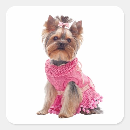 かわいいヨークシャーテリアのディーバヨーキーの子犬 スクエアシール (正面)