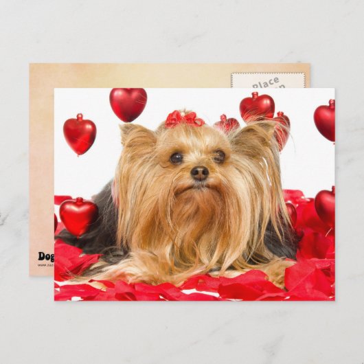 かわいいヨークシャーテリアのバレンタイン シーズンポストカード (正面/裏面)