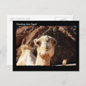 かわいいラクダはがき ポストカード (正面/裏面)