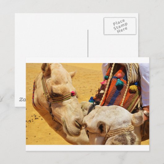 かわいいラクダ ポストカード (正面/裏面)