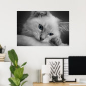 かわいいラグドールの子猫 ポスター (ホームオフィス)