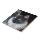 かわいいラグドール猫子猫ラグドール子猫写真 タイル (側面)