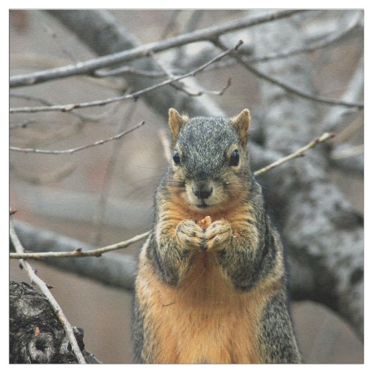 かわいいリスおよび彼のナット ファブリック (見本)