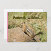 かわいいリスが岩の上に立つ写真のカスタムポストカード ポストカード (正面/裏面)