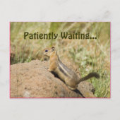 かわいいリスが岩の上に立つ写真のカスタムポストカード ポストカード (正面)