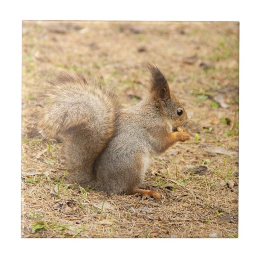 かわいいリスが木の実を食べる写真 タイル (正面)