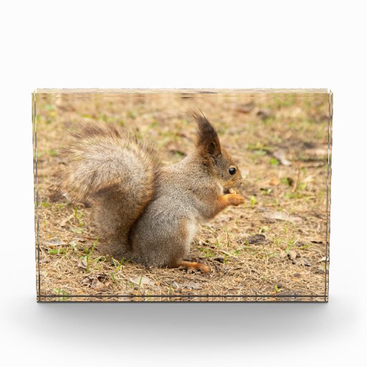 かわいいリスが木の実を食べる写真 フォトブロック (正面)