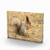 かわいいリスが木の実を食べる写真 フォトブロック (右)
