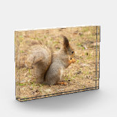 かわいいリスが木の実を食べる写真 フォトブロック (左)
