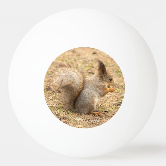 かわいいリスが木の実を食べる写真 卓球ボール (正面)