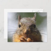 かわいいリスが笑顔のマクロ写真 ポストカード (正面/裏面)