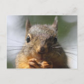 かわいいリスが笑顔のマクロ写真 ポストカード (正面)