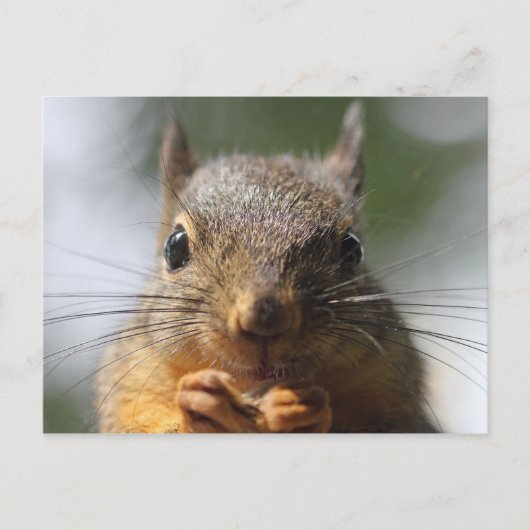 かわいいリスが笑顔のマクロ写真 ポストカード (正面)