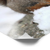 かわいいリスと落花生 フォトプリント            (角)