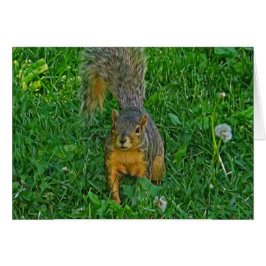 かわいいリスのフォトカ空白のード