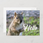 かわいいリスのポストカード – hello/hi/greeting ポストカード (正面/裏面)