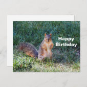 かわいいリス写真の誕生日 ポストカード (正面/裏面)