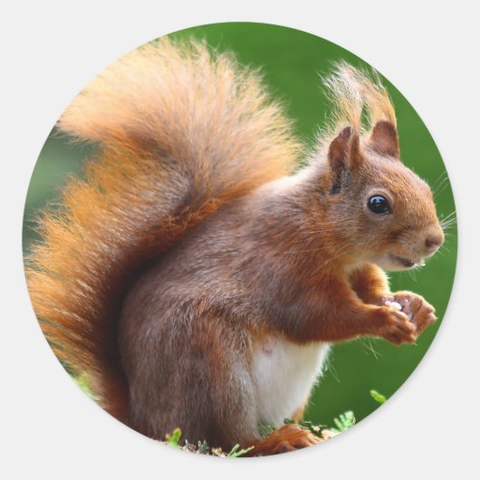 かわいいリス写真 ラウンドシール (正面)