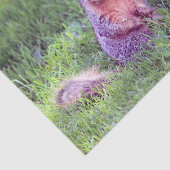 かわいいリス野生動物の写真 薄葉紙 (詳細)