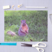 かわいいリス野生動物の写真 薄葉紙 (クラフト)