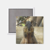 かわいいリス食べ物ルのナッツ写真キッチン マグネット (正面/裏面)