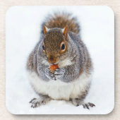 かわいいリス食べ物ルの木の実 コースター (正面)