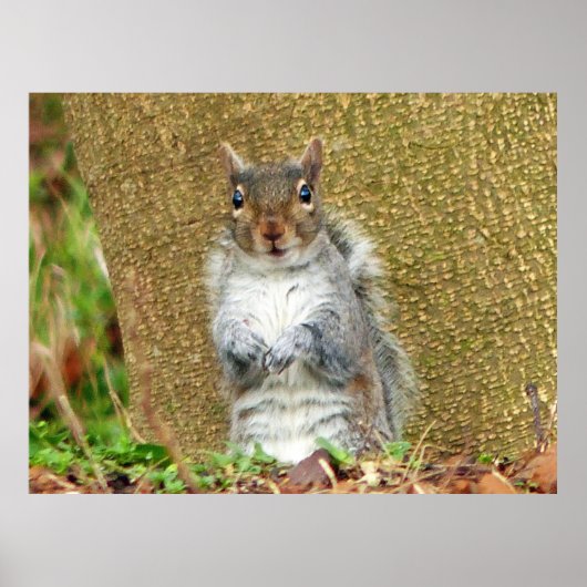 かわいいリス ポスター (正面)