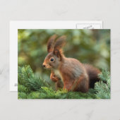 かわいいリス ポストカード (正面/裏面)