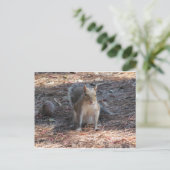 かわいいリス ポストカード (スタンド正面)