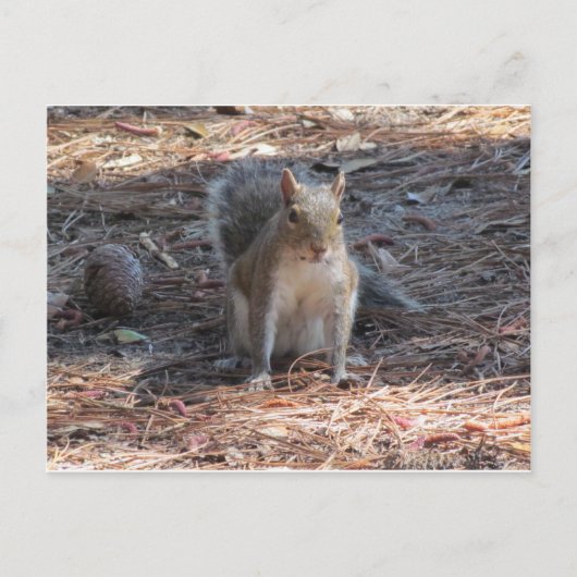 かわいいリス ポストカード (正面)