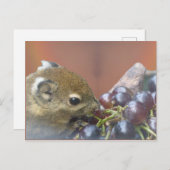 かわいいリスDIYはがき ポストカード (正面/裏面)