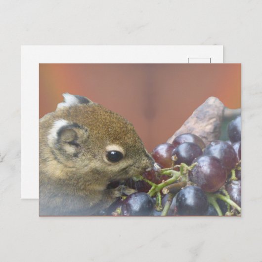 かわいいリスDIYはがき ポストカード (正面/裏面)