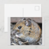 かわいいリトルマウス ポストカード (正面/裏面)