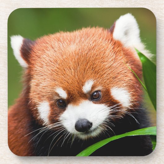 かわいいレッサーパンダ コースター (正面)