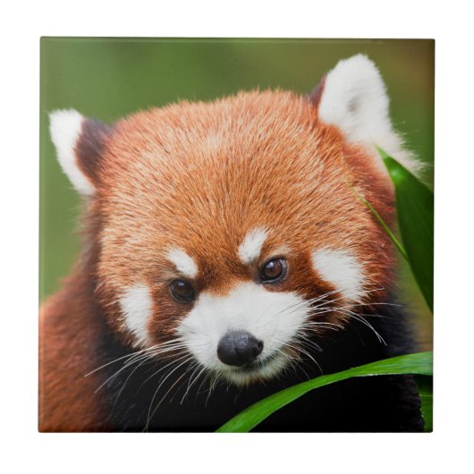 かわいいレッサーパンダ タイル (正面)