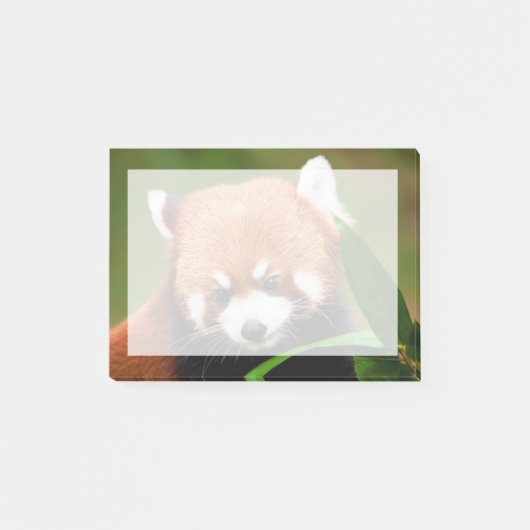 かわいいレッサーパンダ ポストイット (正面)