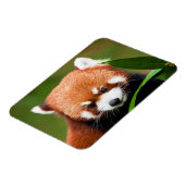 かわいいレッサーパンダ マグネット (左側)
