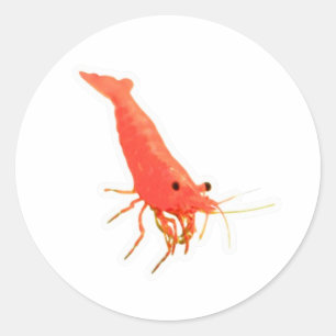 かわいいレッドチェリーシュリンプステッカー、鮮やかな水槽の水生生物 ラウンドシール