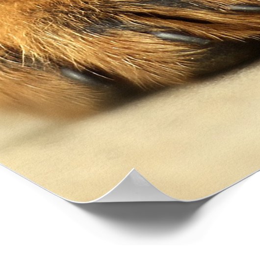 かわいいロットワイラーの子犬 ポスター (角)