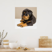 かわいいロットワイラーの子犬 ポスター (キッチン)