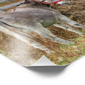 かわいいロバ フォトプリント            (角)