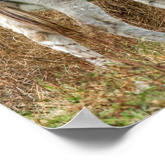 かわいいロバ ポスター (角)