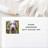 かわいいワイマランエ差出人住所ラベル ラベル (インサイチュ)